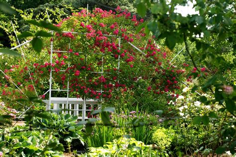 Stroud Is All Over the Place: Scenes From The Zweibrücken Rose Garden