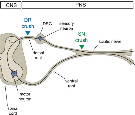 7: Schematic representation of the sensory-motor neuron circuitry and ...