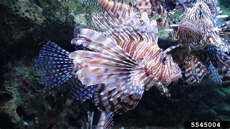 lionfish (Pterois volitans)