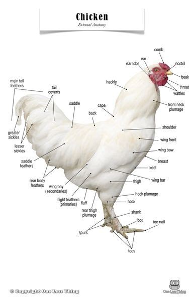 anatomical+chicken | Chicken Anatomy, Poster $7 laminated 11x17 | Ayam ...