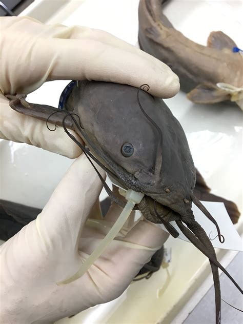 #MuseumLife, Walking Catfish Specimens – Research News