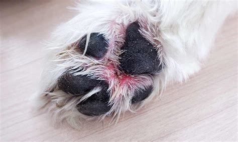 Dog Paw Infections and Problems: Pictures & Vet Advice