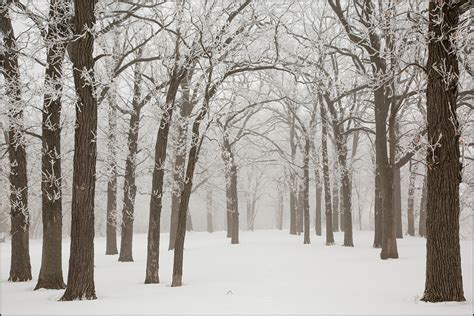 Hoar frost and fog in Winter, Oshkosh, Wisconsin