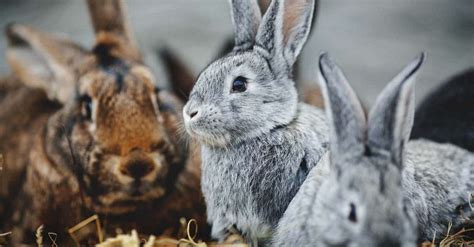 How to Use Rabbit Poop as Fertilizer