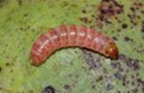 The Pink Bollworm is more widespread and serious than ever before in the states of Rajasthan and ...