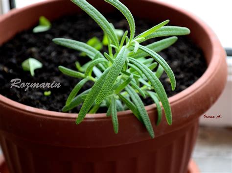 Plante aromatice