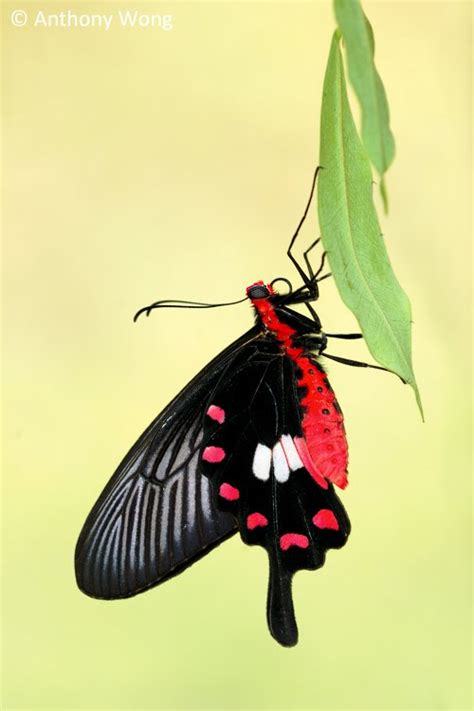 Butterflies of Singapore: Butterfly of the Month - March 2011