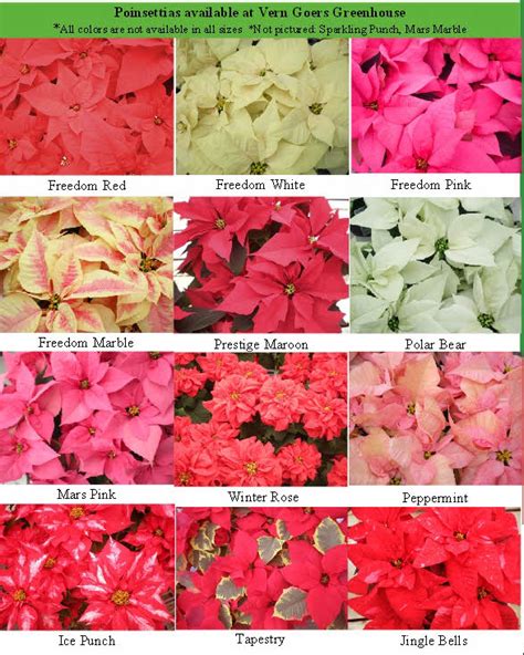 poinsettias colors