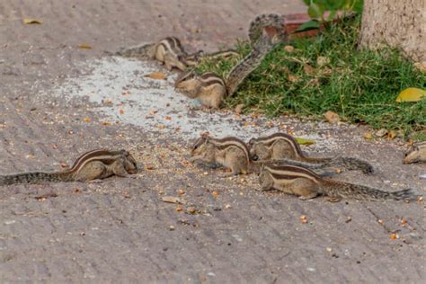 5 Best Ways to Fill Chipmunk Holes For Good - Pest Pointers