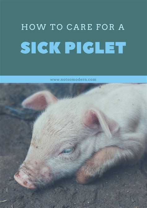 How to Care for a Sick Piglet