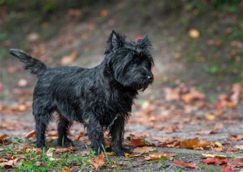 Cairn Terrier Info, Size, Temperament, Life Expectancy, and Pictures