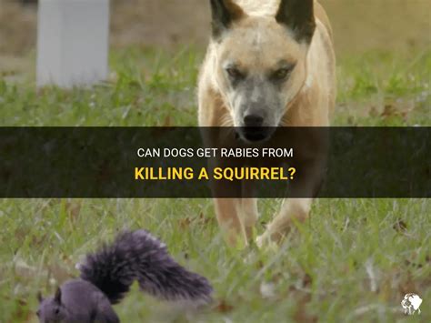 Can Dogs Get Rabies From Killing A Squirrel? | PetShun