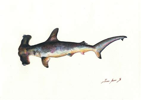 Hammerhead shark Painting by Juan Bosco - Fine Art America