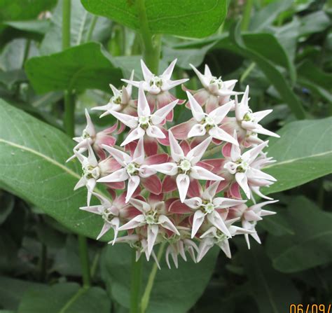 100 White Swamp Milkweed Seeds, Asclepias Incarnata White - Milkweed 4 ...