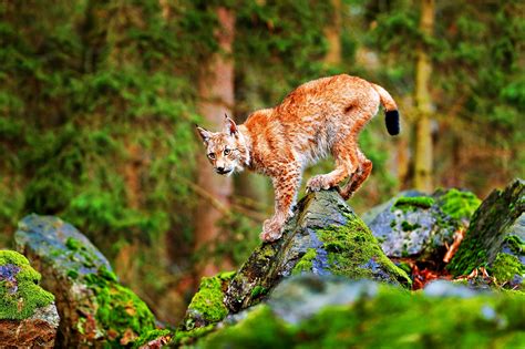 Cele mai rare animale sălbatice din România - 7 comori de care trebuie ...