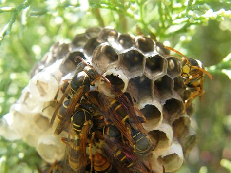 hornets' nest 1 Free Photo Download | FreeImages