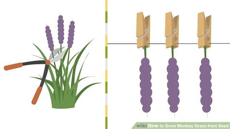 How to Grow Monkey Grass from Seed: 13 Steps (with Pictures)