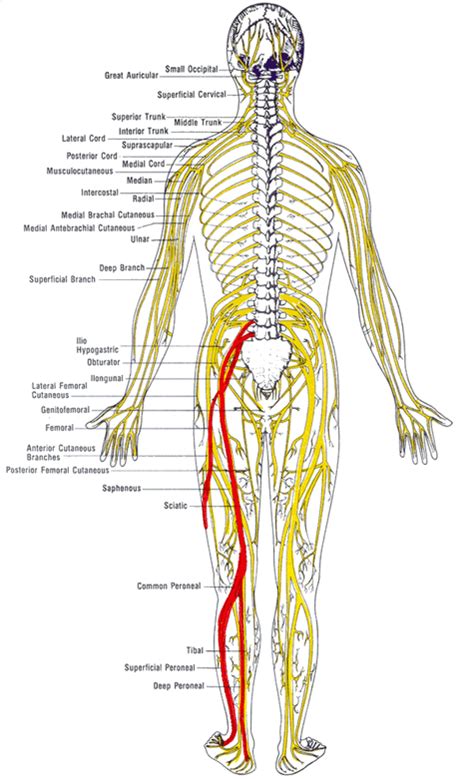 nerves corresponding vertebra | Back pain symptoms, Lower back pain ...