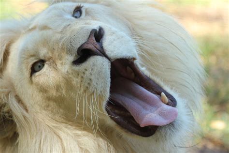 Free stock photo of crazy, lion, nature