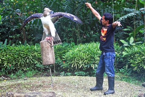 philippine eagle – MindaNews