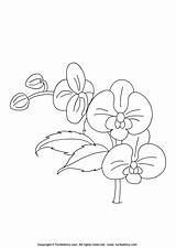 Orchid Coloring Sheet  Turtle Diary sketch template