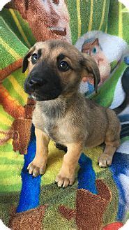 Carson, CA - Corgi/Great Dane Mix. Meet TORRIE a Puppy for Adoption.