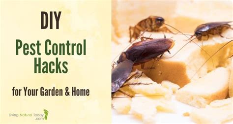 Natural DIY Pest Control Hacks for Home and Garden - Living Natural Today