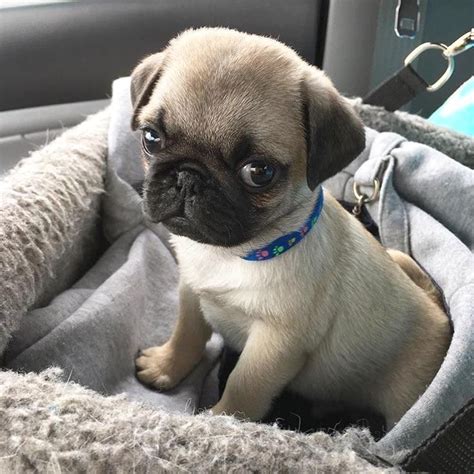 #cute #puppy #dog #animal | Cute baby pugs, Pug puppies, Baby pugs