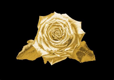 Gold rose stock image. Image of beauty, rose, flowers - 96026053