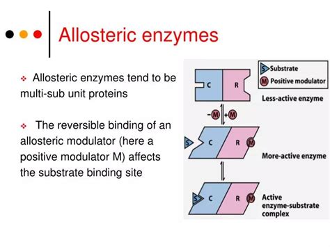 PPT - Allosteric enzymes PowerPoint Presentation, free download - ID:3759029