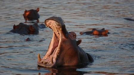 Hippopotamus Teeth, Diet & Facts | What Do Hippos Eat? | Study.com