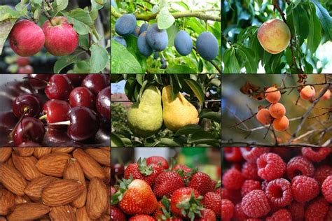 Rosaceae (rose family): apples, plums, peaches, cherries, pears ...