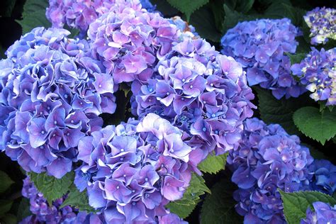 Hydrangea Wallpaper (62+ images)