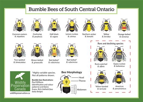 Kicking Off Canadian Bumble Bee Watch Training Events! | Xerces Society