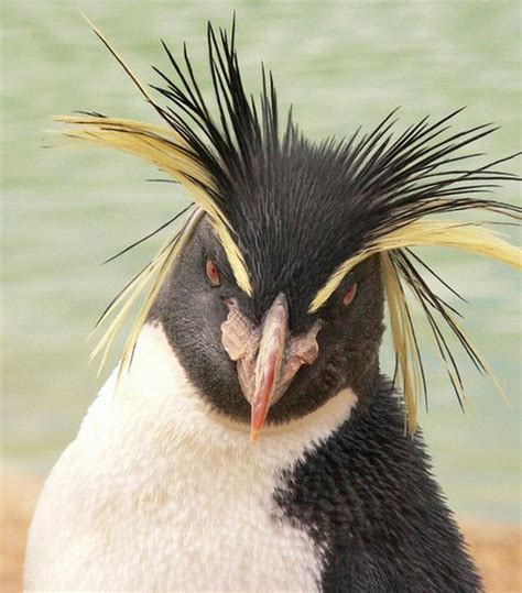 a close up of a penguin with long hair