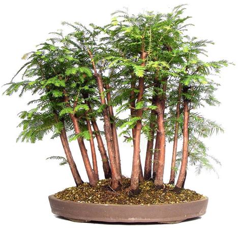 Dawn Redwood - Bonsai Tree - Metasequoia glyptostroboides - 10 Seeds | Seeds for Africa