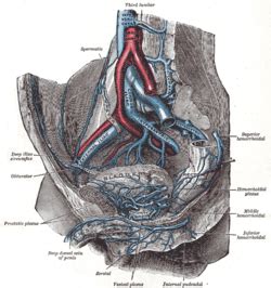 iliolumbar artery – Liberal Dictionary