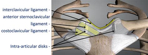 Anterior Dislocations - Cambridge Shoulder