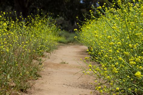 California's Black Mustard Plant Problem - The Simple Hiker