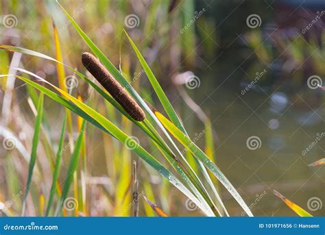 Cattail at pond stock photo. Image of pond, vegetation - 101971656