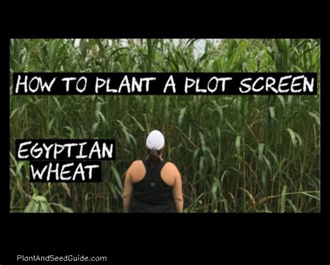 How to Plant Egyptian Wheat A Step-by-Step Guide - Plant And Seed Guide