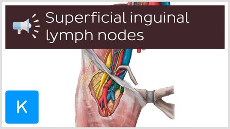 Superficial inguinal lymph nodes | Anatomical Terms Pronunciation by Kenhub - YouTube