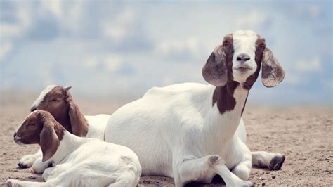 Boer Goat Profits Guide – Learn How to Start a Boer Goat Farm - Boer Goat Profits Guide