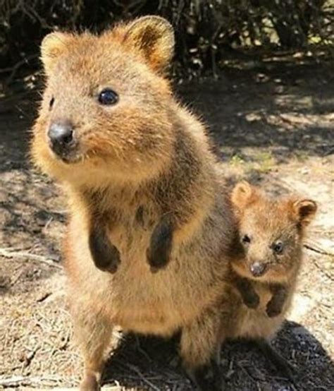 Quokka mum and baby | Cute baby animals, Cute animals, Quokka animal