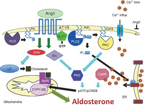 Figure 3 from Regulation of aldosterone synthesis and secretion ...