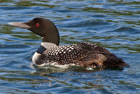 World Bird Sanctuary: Birdlore: Common Loon, Spirit of the North