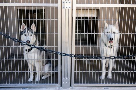 OC Animal Care makes public viewing hours of shelter kennels permanent ...