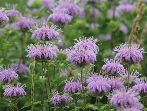 This is an excellent photo of lavender bee balm, which grows wild, and is a bit different from ...