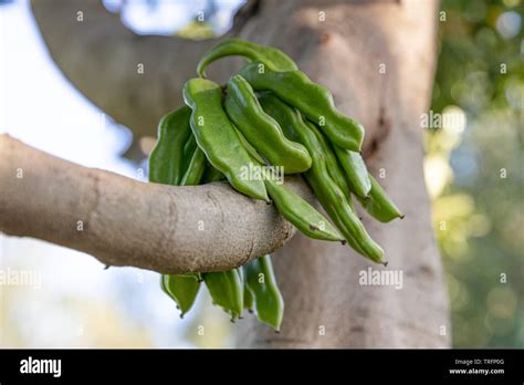 Carob tree. Ceratonia siliqua, commonly known as the carob tree or ...