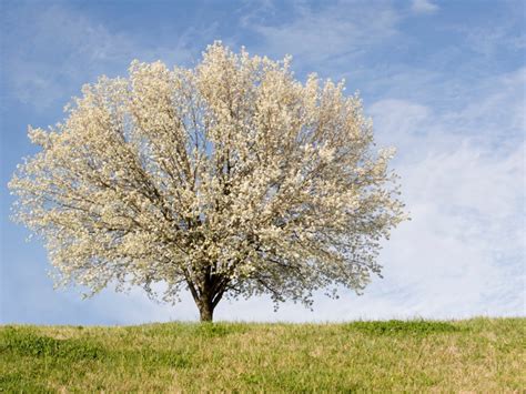 Caring For A Non-Flowering Bradford Pear: Learn Why Bradford Pear Does Not Bloom